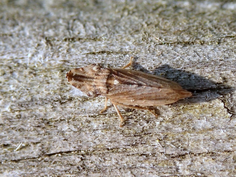 Cicadellidae: Eupelix cuspidata dal Veneto